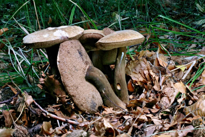 Porphyrellus porphyrosporus – Düsterer Röhrling, der eine Hut wuchs von Haus aus so schräg