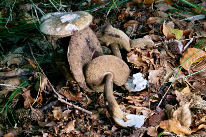 Porphyrellus porphyrosporus – Düsterer Röhrling, wunderschöne Gruppe mit allen typischen Merkmalen