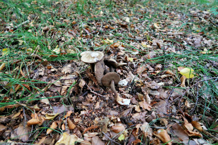 Porphyrellus porphyrosporus – Düsterer Röhrling, Röhren und Lamellen sind deutlich dunkel