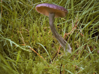 Pseudoclitocybe cyathiformis – Kaffeebrauner Gabeltrichterling, Einzelexemplar am Standort