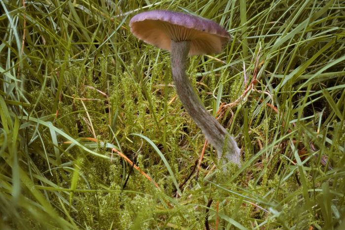 Pseudoclitocybe cyathiformis – Kaffeebrauner Gabeltrichterling, Einzelexemplar am Standort