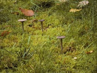 Pseudoclitocybe cyathiformis – Kaffeebrauner Gabeltrichterling, man findet die Pilze meist in Gruppen