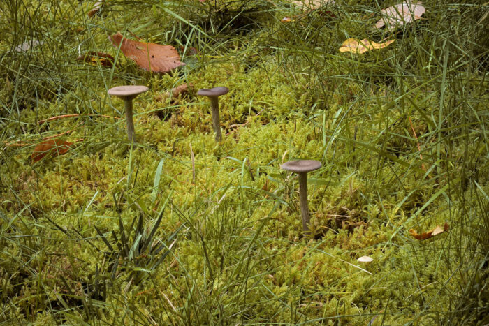 Pseudoclitocybe cyathiformis – Kaffeebrauner Gabeltrichterling, man findet die Pilze meist in Gruppen