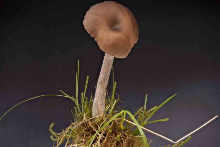 Pseudoclitocybe cyathiformis – Kaffeebrauner Gabeltrichterling, Studioaufnahme, man sieht deutlich den namensgebenden „Trichter“