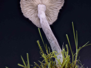 Pseudoclitocybe cyathiformis – Kaffeebrauner Gabeltrichterling, Studioaufnahme