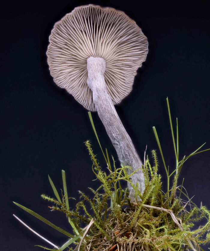 Pseudoclitocybe cyathiformis – Kaffeebrauner Gabeltrichterling, Studioaufnahme