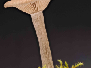 Pseudoclitocybe cyathiformis – Kaffeebrauner Gabeltrichterling, man erkennt deutlich den filzigen Stiel