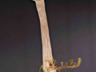 Pseudoclitocybe cyathiformis – Kaffeebrauner Gabeltrichterling, der milchbraune Kaffeeton ist namensgebend
