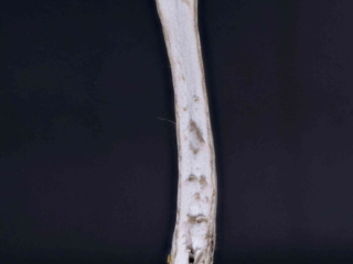 Pseudoclitocybe cyathiformis – Kaffeebrauner Gabeltrichterling, Längsschnitt, deutlich ist der „Trichter“ zu sehen