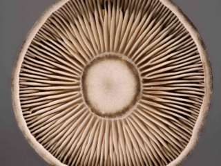 Pseudoclitocybe cyathiformis – Kaffeebrauner Gabeltrichterling, der Blick in die Lamellen zeigt einige gegabelte Lamellen