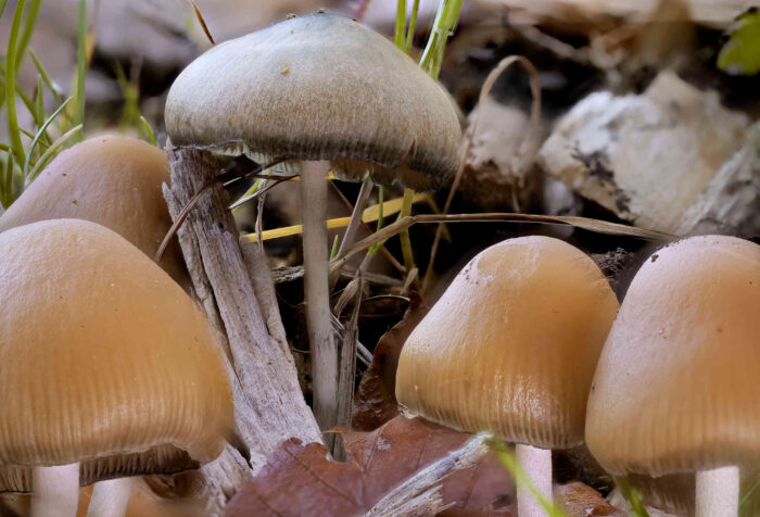 Psilocybe cyanescens – Blauender Kahlkopf, Makroaufnahme am Standort