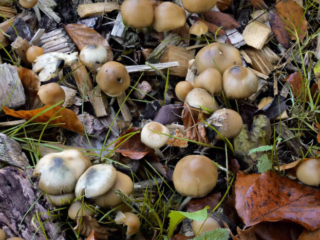 Psilocybe cyanescens – Blauender Kahlkopf, typische Blaufärbung einiger Hüte