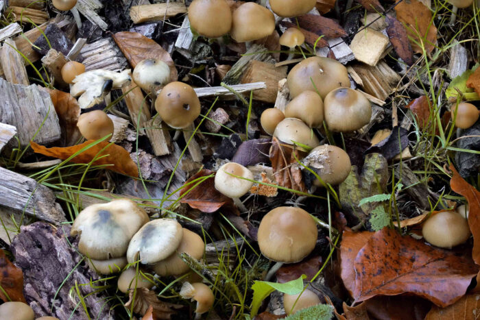 Psilocybe cyanescens – Blauender Kahlkopf, typische Blaufärbung einiger Hüte