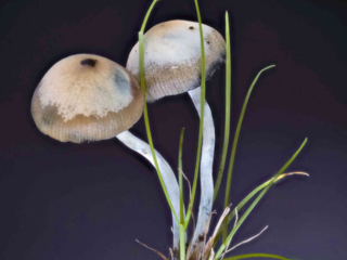 Psilocybe cyanescens – Blauender Kahlkopf, typische Blaufärbung
