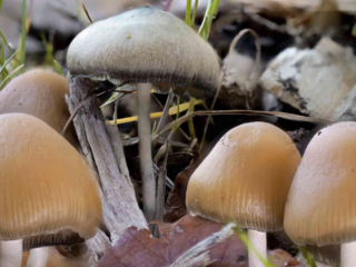 Psilocybe cyanescens – Blauender Kahlkopf, im Alter oder bei Druck blauen die Hüte, daher der Name