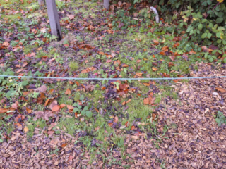 Psilocybe cyanescens – Blauender Kahlkopf, Fundort auf Rindenmulch