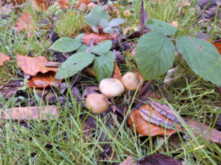 Psilocybe cyanescens – Blauender Kahlkopf, hier auf Rindenmulch wachsend
