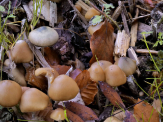 Psilocybe cyanescens – Blauender Kahlkopf, ein Bild wie aus dem Bilderbuch