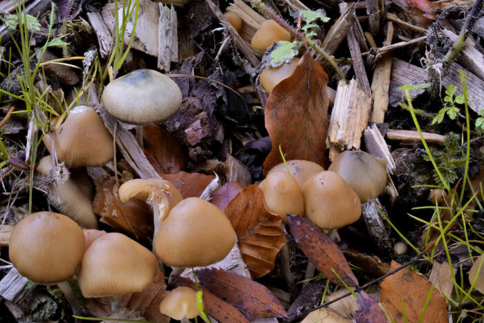 Psilocybe cyanescens – Blauender Kahlkopf, ein Bild wie aus dem Bilderbuch