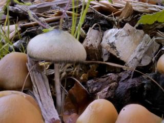 Psilocybe cyanescens – Blauender Kahlkopf, großes, schön blau gefärbtes Exemplar am Standort