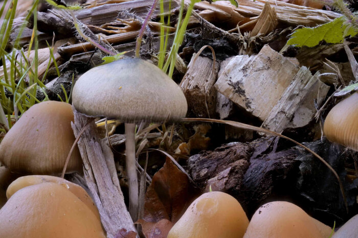 Psilocybe cyanescens – Blauender Kahlkopf, großes, schön blau gefärbtes Exemplar am Standort