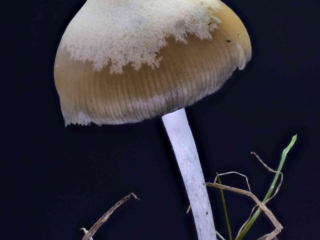 Psilocybe cyanescens – Blauender Kahlkopf, der enthaltene Wirksstoff Psilocybin ähnelt dem LSD