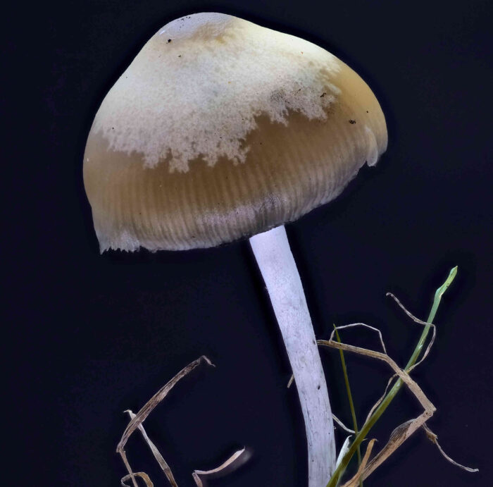 Psilocybe cyanescens – Blauender Kahlkopf, der enthaltene Wirksstoff Psilocybin ähnelt dem LSD