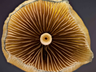 Psilocybe cyanescens – Blauender Kahlkopf, Blick in die Lamellen