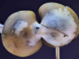 Psilocybe cyanescens – Blauender Kahlkopf, der Besitz dieser Pilze fällt unter BTM