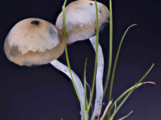 Psilocybe cyanescens – Blauender Kahlkopf, die Hüte sind hygrophan, sie ändern je nach Feuchtigkeit die Färbung