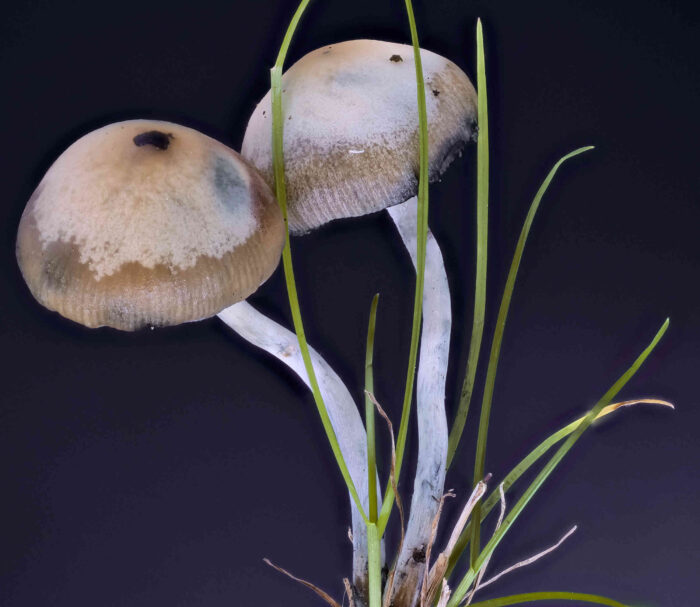 Psilocybe cyanescens – Blauender Kahlkopf, die Hüte sind hygrophan, sie ändern je nach Feuchtigkeit die Färbung