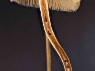 Psilocybe cyanescens – Blauender Kahlkopf, Längsschnitt