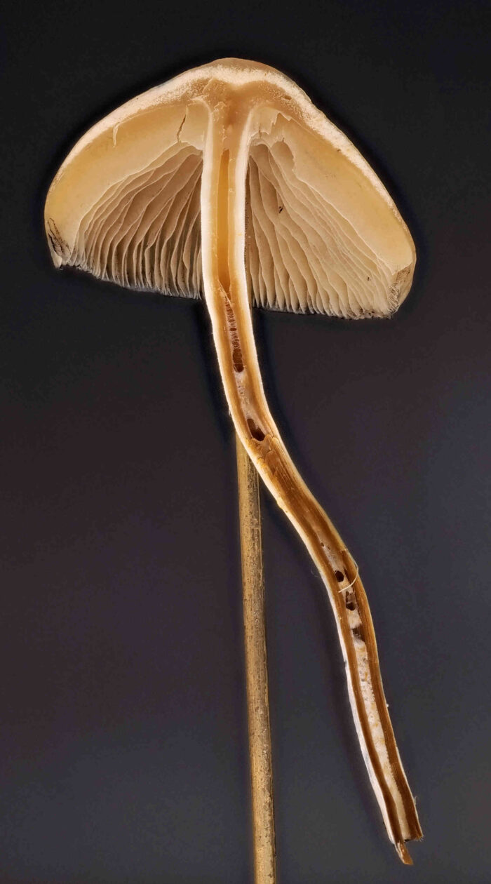 Psilocybe cyanescens – Blauender Kahlkopf, Längsschnitt