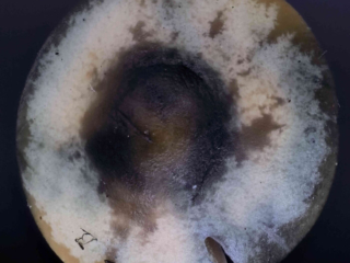 Psilocybe cyanescens – Blauender Kahlkopf, blaue Hutoberseite