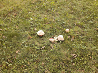 Rubroboletus satanas – Satans-Röhrling, Gruppe von Satans-Röhrlingen bei Eichen und Linden in einem Park
