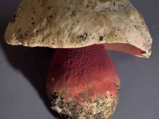 Rubroboletus satanas – Satans-Röhrling, die Pilze an diesem Standort haben ein wunderschönen weinroten Stiel