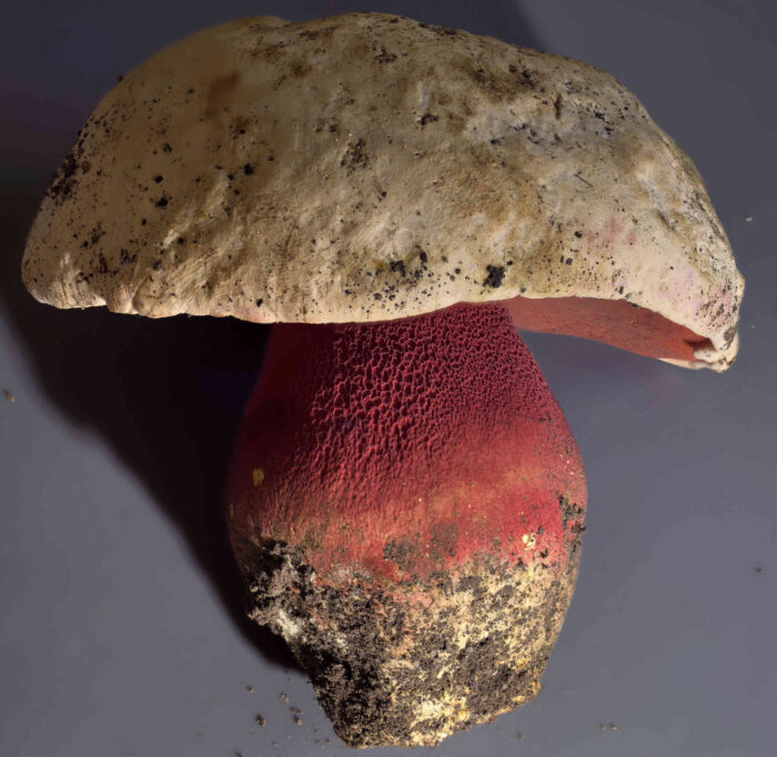 Rubroboletus satanas – Satans-Röhrling, die Pilze an diesem Standort haben ein wunderschönen weinroten Stiel