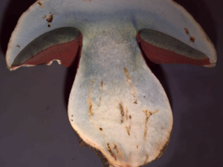 Rubroboletus satanas – Satans-Röhrling, im Schnittbild blaut der Pilz etwas