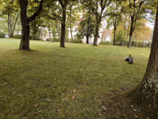 Rubroboletus satanas – Satans-Röhrling, Fotoshooting in einem Park in Sachsen