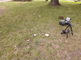 Rubroboletus satanas – Satans-Röhrling, Fotoshooting in einem Park