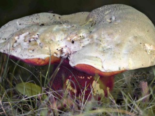 Rubroboletus satanas – Satans-Röhrling, Einzelpilz in einem Park