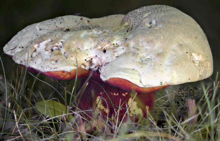 Rubroboletus satanas – Satans-Röhrling, Einzelpilz in einem Park