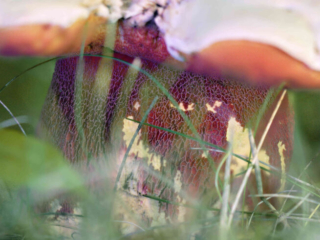 Rubroboletus satanas – Satans-Röhrling, das helle Netz ist auf den Stiel aufgesetzt