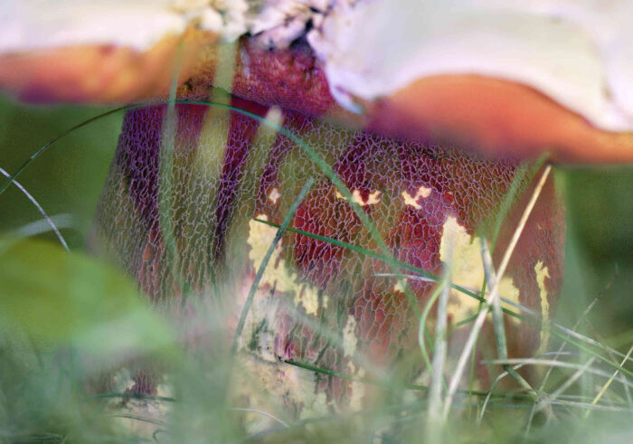 Rubroboletus satanas – Satans-Röhrling, das helle Netz ist auf den Stiel aufgesetzt