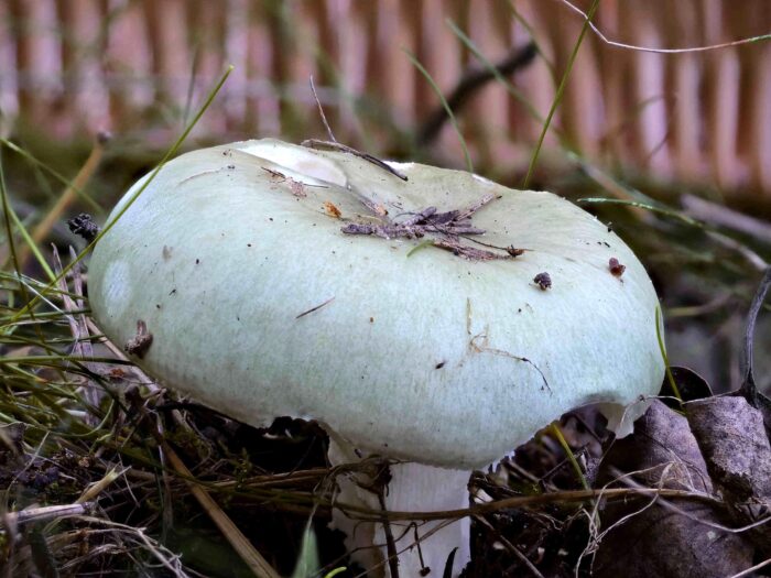 Russula aeruginea – Grasgrüner Täubling, die Hutfarbe ist der Namensgeber