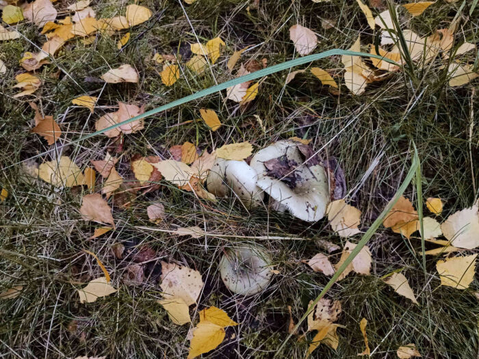 Russula aeruginea – Grasgrüner Täubling, Pilze unterschiedlicher Altersstufen