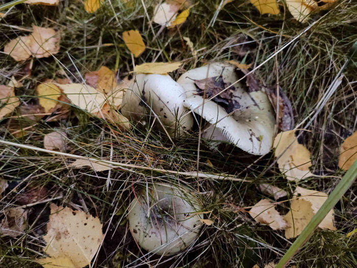 Russula aeruginea – Grasgrüner Täubling, Pilzgruppe im Birkenlaub