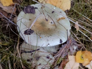 Russula aeruginea – Grasgrüner Täubling, Pilz im Birkenlaub