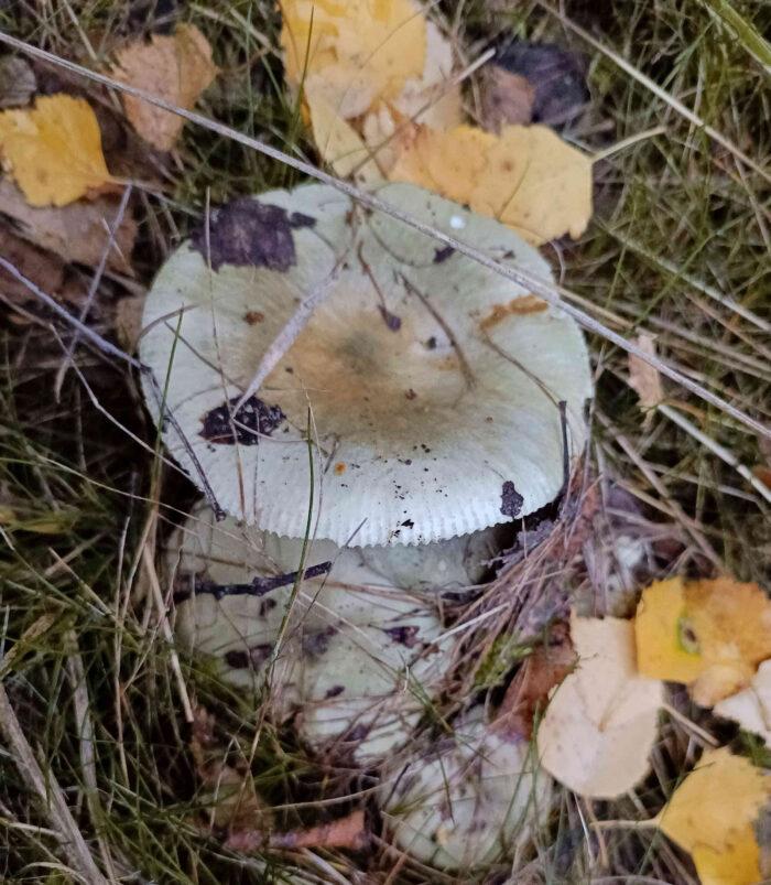 Russula aeruginea – Grasgrüner Täubling, Pilz im Birkenlaub