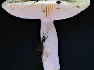 Russula aeruginea – Grasgrüner Täubling, im Blickpunkt der Hutrand mit den angesetzten Lamellen
